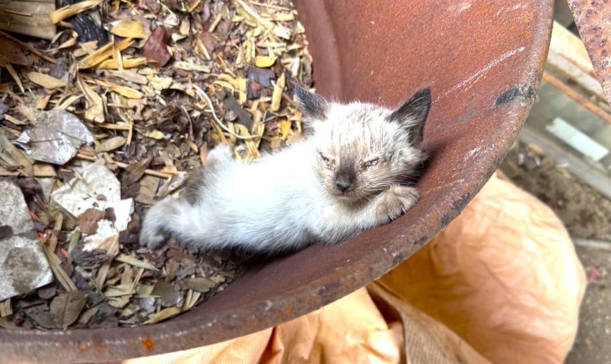 解体現場で保護したシャム猫